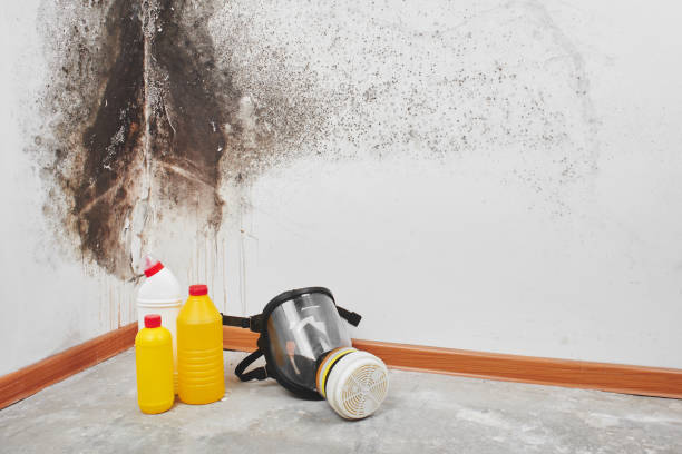 Best Certified Mold Removal  in Harrisville, PA