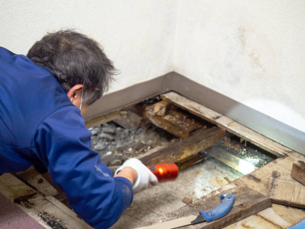 Best Professional Mold Removal  in Harrisville, PA