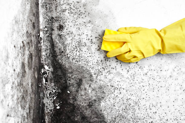 Best Mold Damage Repair  in Harrisville, PA