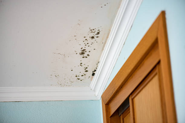 Best Mold Remediation Experts  in Harrisville, PA