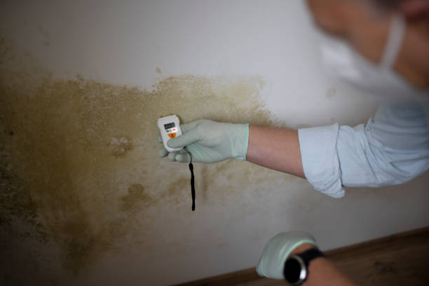 Mold Testing and Removal in Harrisville, PA