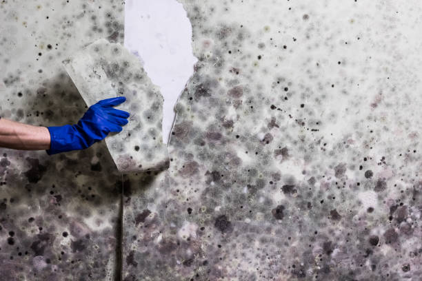 Best Mold Testing  in Harrisville, PA