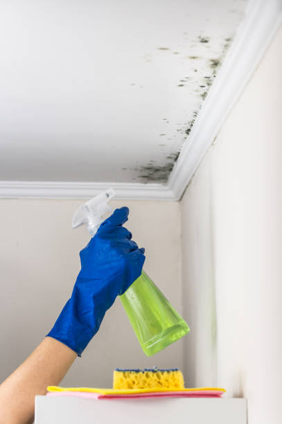 Best Mold Remediation  in Harrisville, PA
