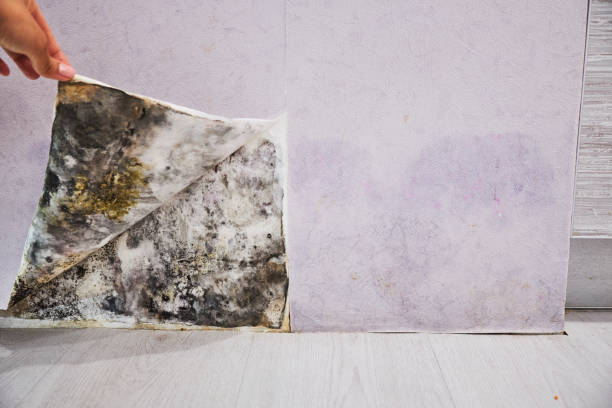 Best Black Mold Removal  in Harrisville, PA
